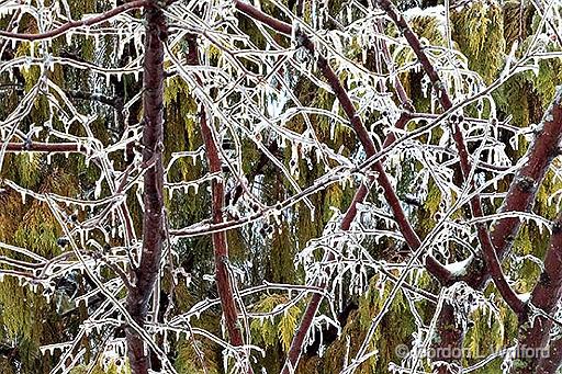 Ice Storm 20160225_DSCF5901.jpg - Photographed at Smiths Falls, Ontario, Canada.